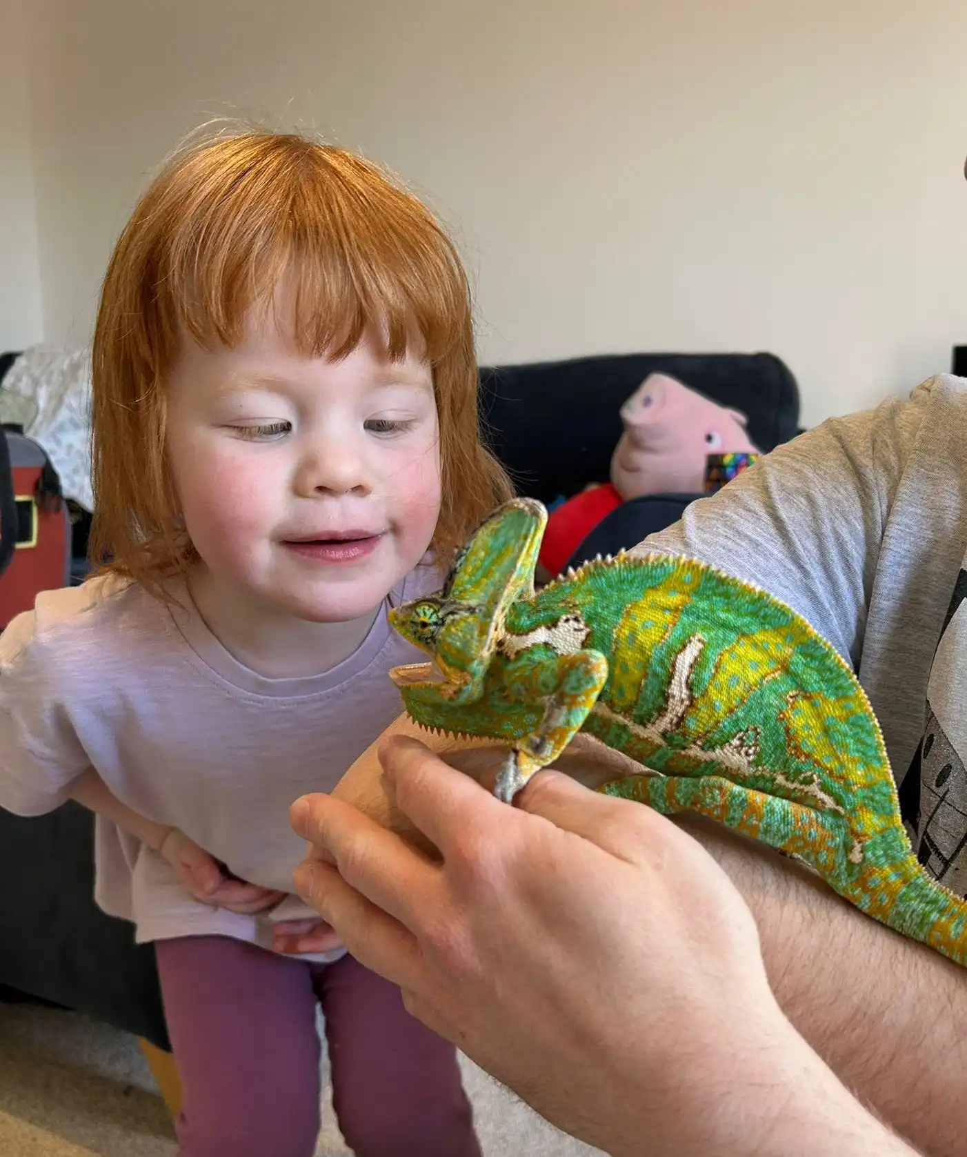 Arthur the chameleon is making friends