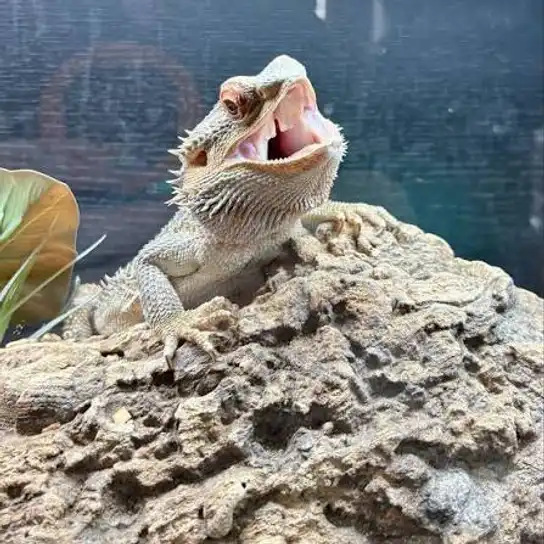 Keeping reptiles cool in hot weather