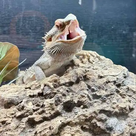 Keeping reptiles cool in hot weather