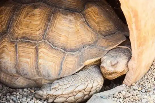A Guide to Successfully Hibernating Your Tortoise in the UK