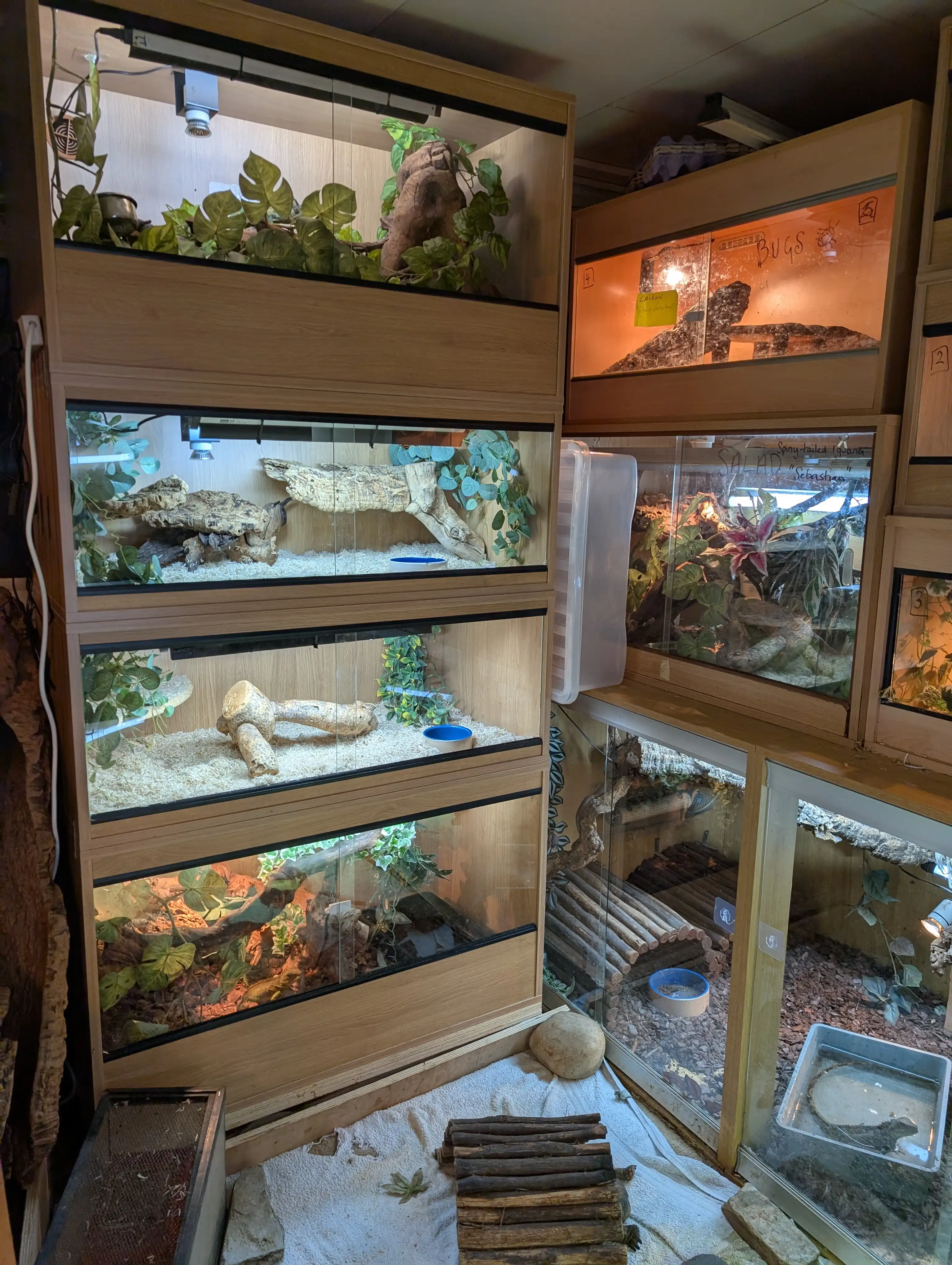 Some of the boarding vivs in the reptile room