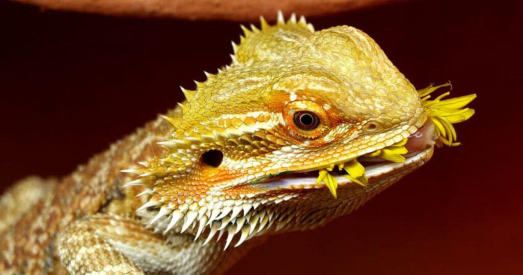 A Bearded Dragon eating a Dandilion.