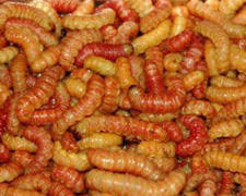 A full image of butterworms.