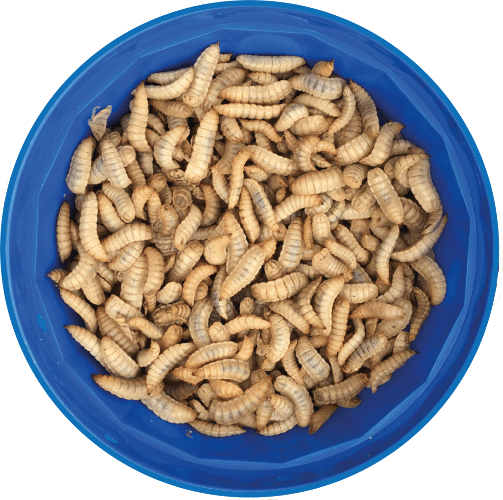 Caliworms in a blue bowl.