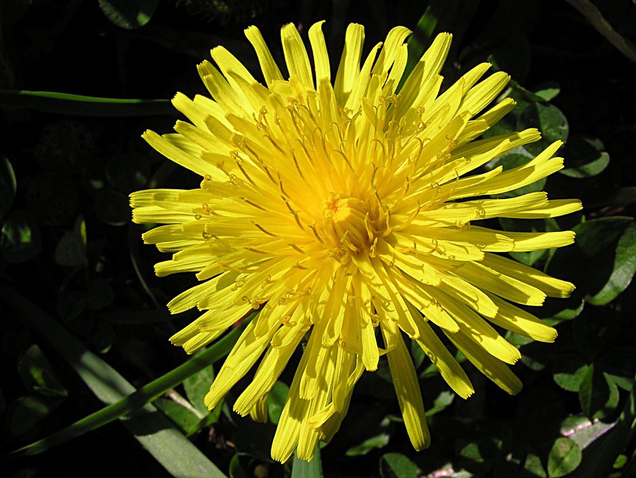 Dandilion Flower