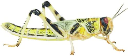 A locust on a white background.