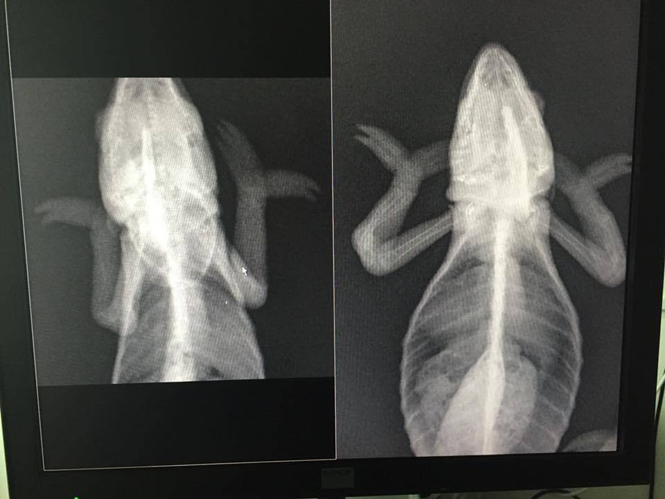 An x-ray showing signs of MBD in a Chameleon.