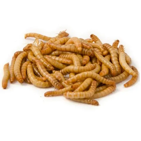Mealworms on a white background.