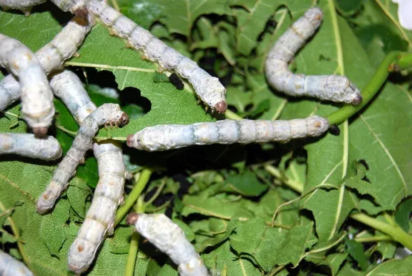 Silkworms on green leaf litter.