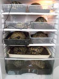 A picture of a collection of tortoises in a fridge. 