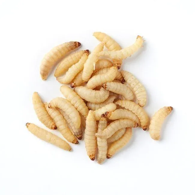 Waxworms on a white background.